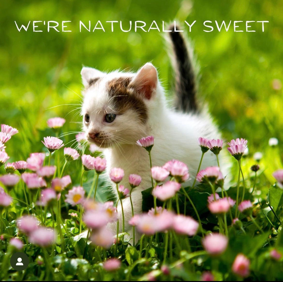 Pac Pac Snacks — naturally sweetened with beet sugar, not sugar alcohols