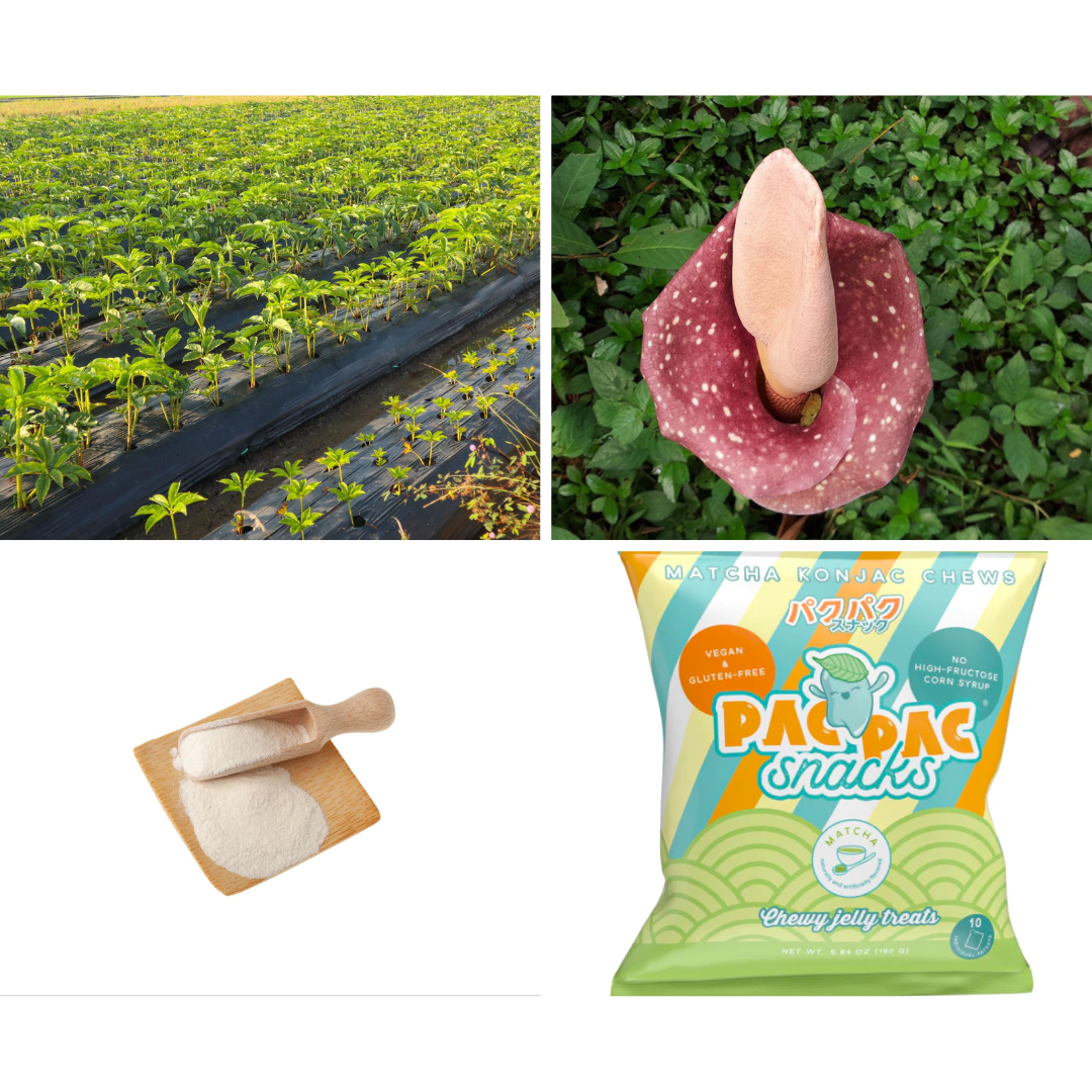 From farm to table - growing and harvesting konjac