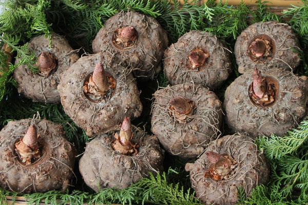 A group of brown konjac root bulbs