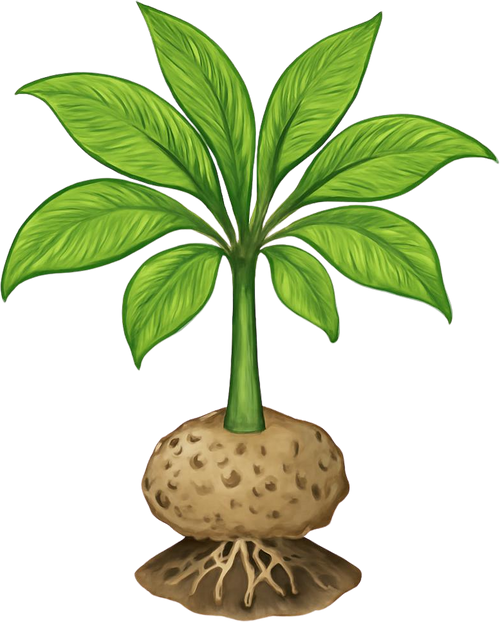 Konjac Root