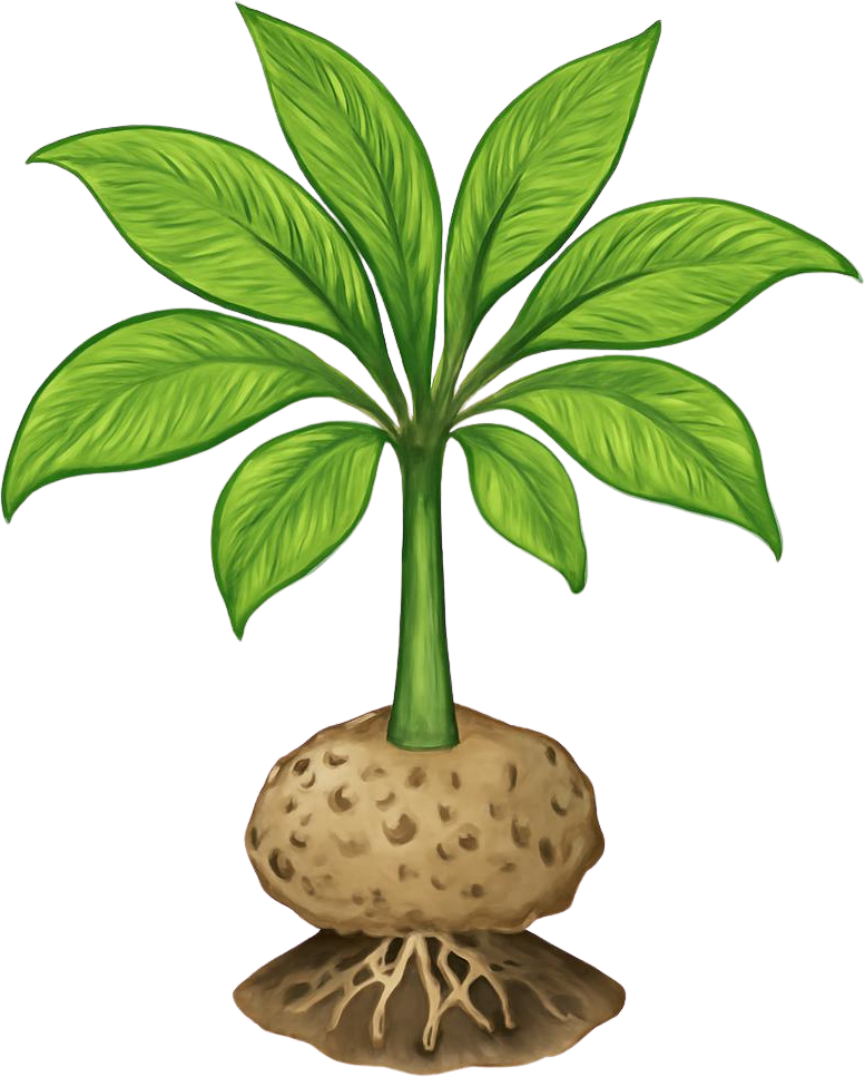 Konjac Root